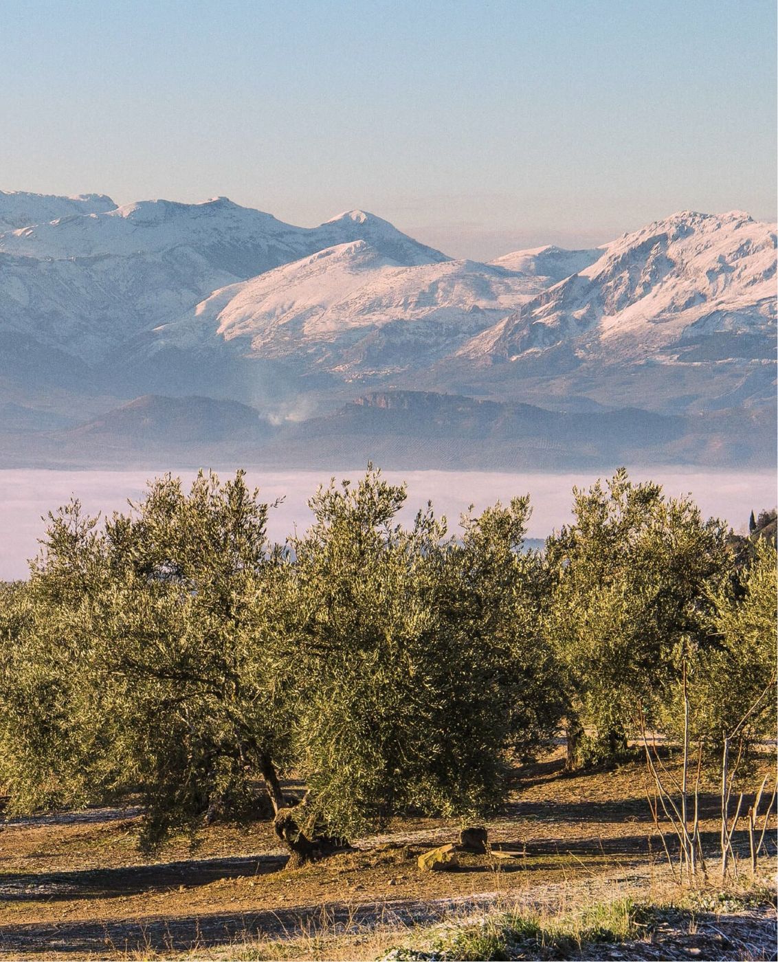 Olive groves below snow-capped mountains in Jaén, Spain