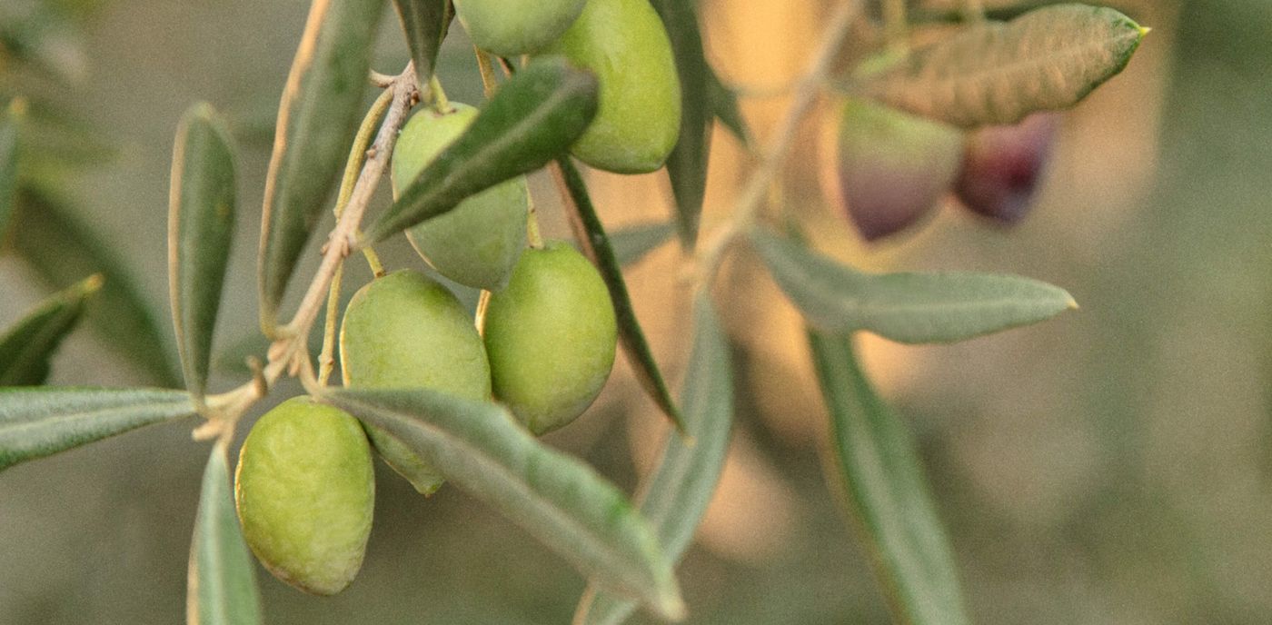 Green Picual olives on the branch